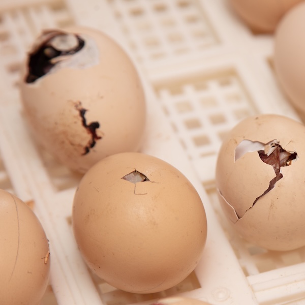 Egg candling and breeding program setup