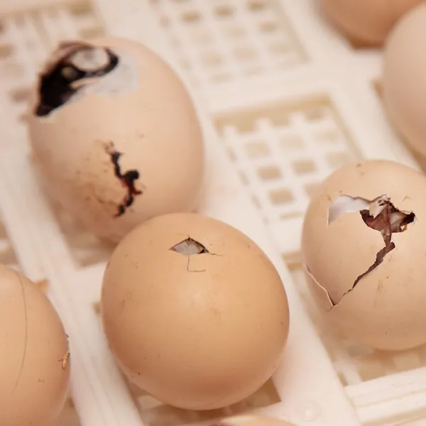 Egg candling and breeding program setup