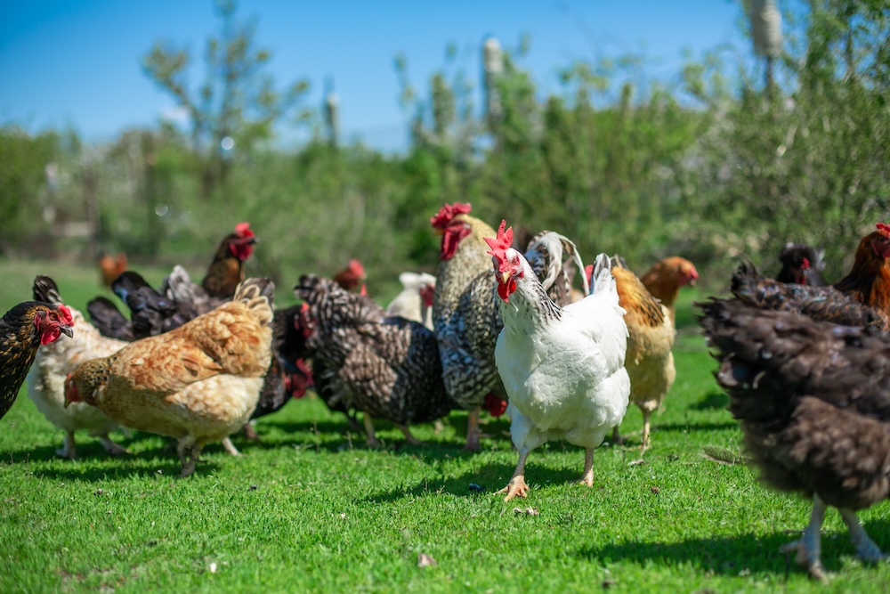 Chicken foraging in pasture