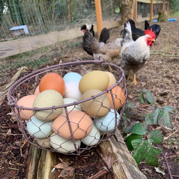 Fresh eggs in wire basket with chickens in background