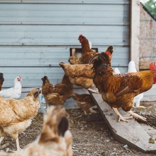 Backyard chicken coop with hens in garden setting